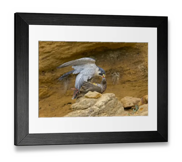 Framed Print : Peregrine Falcon (Falco peregrinus) adult, feeding on Red-legged Partridge (Alectoris rufa) prey, Suffolk, England Framed Print : Peregrine Falcon (Falco peregrinus) adult, feeding on Red-legged Partridge (Alectoris rufa) prey, Suffolk, England