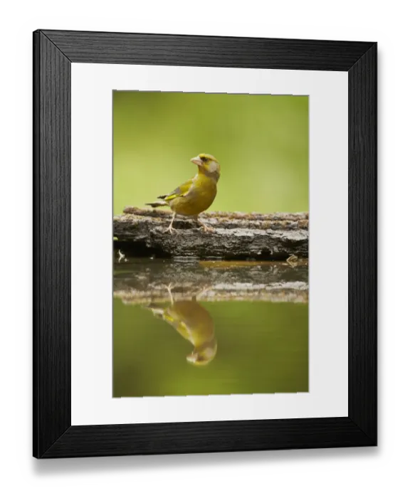 Framed Print : European Greenfinch (Carduelis chloris) adult male, standing at edge of woodland pool with reflection, Hungary, May Framed Print : European Greenfinch (Carduelis chloris) adult male, standing at edge of woodland pool with reflection, Hungary, May