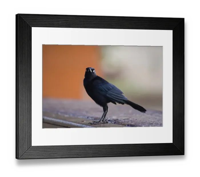 Framed Print : Carib Grackle (Quiscalus lugubris) adult male, standing, Tobago, Trinidad and Tobago, October