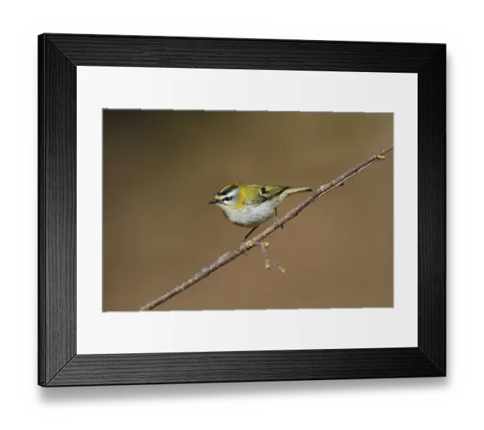 Framed Print : Firecrest (Regulus ignicapillus) adult male, perched on twig, Cannobina Valley, Italian Alps, Piedmont, Northern Italy Framed Print : Firecrest (Regulus ignicapillus) adult male, perched on twig, Cannobina Valley, Italian Alps, Piedmont, Northern Italy