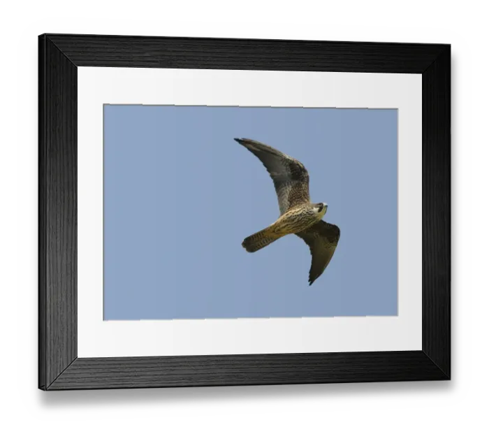 Framed Print : Eleonoras Falcon (Falco eleonorae) pale morph, adult, in flight, Lemnos, Greece, April Framed Print : Eleonoras Falcon (Falco eleonorae) pale morph, adult, in flight, Lemnos, Greece, April