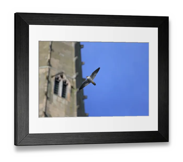 Framed Print : Peregrine Falcon (Falco peregrinus) adult, in flight, at cathedral nestsite, Norwich Cathedral, Norwich, Norfolk Framed Print : Peregrine Falcon (Falco peregrinus) adult, in flight, at cathedral nestsite, Norwich Cathedral, Norwich, Norfolk