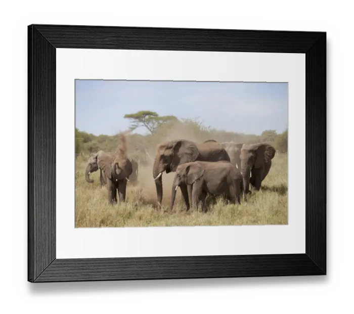 Framed Print : African Elephant (Loxodonta africana) adult females and calves, herd taking dustbath, Serengeti N. P. Tanzania, December Framed Print : African Elephant (Loxodonta africana) adult females and calves, herd taking dustbath, Serengeti N. P. Tanzania, December