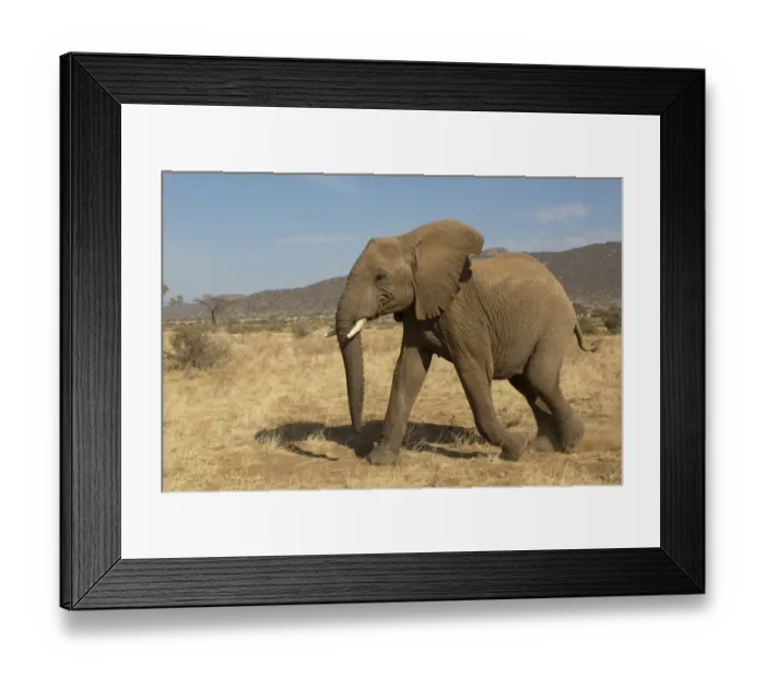 Framed Print : African Elephant (Loxodonta africana) immature, walking in dry savannah, Samburu National Reserve, Kenya, August Framed Print : African Elephant (Loxodonta africana) immature, walking in dry savannah, Samburu National Reserve, Kenya, August