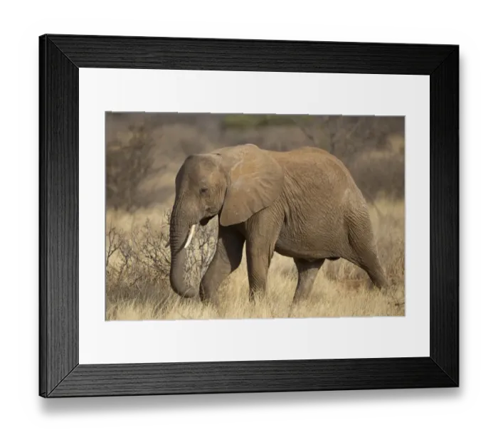 Framed Print : African Elephant (Loxodonta africana) immature, walking in dry savannah, Samburu National Reserve, Kenya, August Framed Print : African Elephant (Loxodonta africana) immature, walking in dry savannah, Samburu National Reserve, Kenya, August