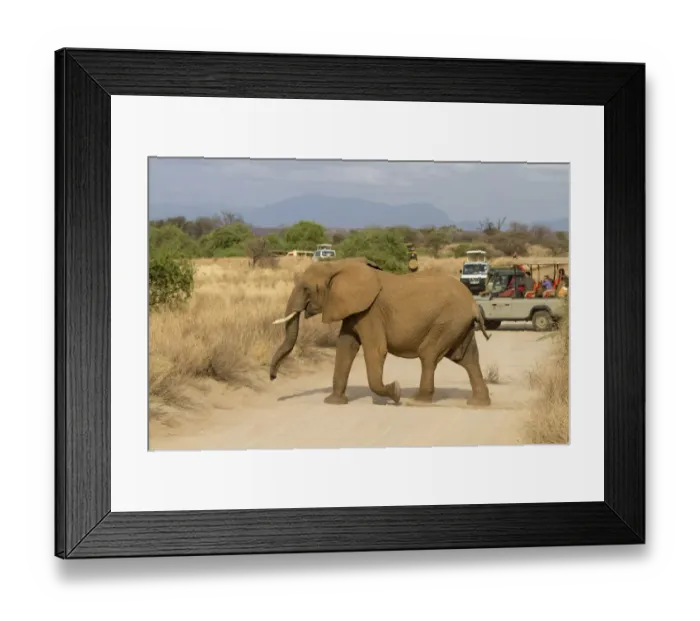 Framed Print : African Elephant (Loxodonta africana) adult, crossing track in front of safari vehicles with tourists Framed Print : African Elephant (Loxodonta africana) adult, crossing track in front of safari vehicles with tourists