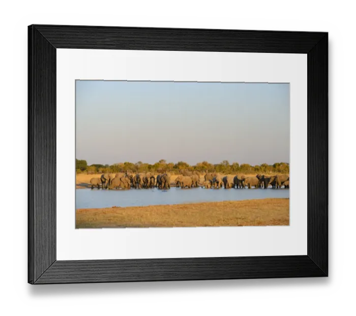 Framed Print : African Elephant (Loxodonta africana) herd, drinking at waterhole, Hwange N. P. Zimbabwe, July Framed Print : African Elephant (Loxodonta africana) herd, drinking at waterhole, Hwange N. P. Zimbabwe, July