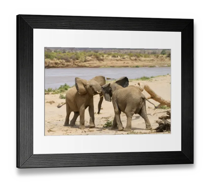 Framed Print : African Elephant (Loxodonta africana) two immatures, playfighting on riverbank, Samburu National Reserve, Kenya, August Framed Print : African Elephant (Loxodonta africana) two immatures, playfighting on riverbank, Samburu National Reserve, Kenya, August