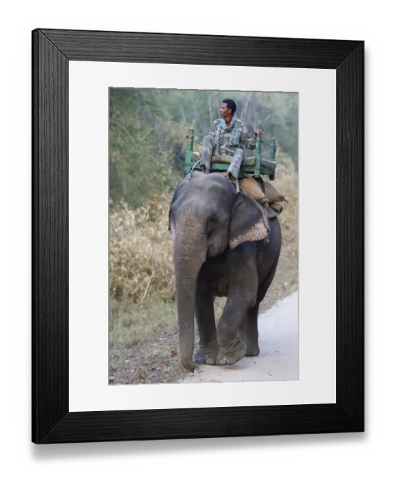 Framed Print : Asian Elephant (Elephas maximus indicus) domesticated adult, carrying mahout, walking on track in forest, Kanha N. P Framed Print : Asian Elephant (Elephas maximus indicus) domesticated adult, carrying mahout, walking on track in forest, Kanha N. P