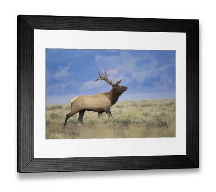 Framed Print : American Elk (Cervus canadensis nelsoni) adult male, running over sagebrush moorland, Grand Teton N. P. Wyoming, U. S. A Framed Print : American Elk (Cervus canadensis nelsoni) adult male, running over sagebrush moorland, Grand Teton N. P. Wyoming, U. S. A