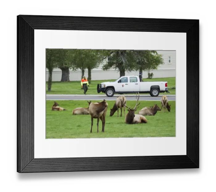 Framed Print : American Elk (Cervus canadensis nelsoni) adult male and females, herd resting on grass in town, during rutting season