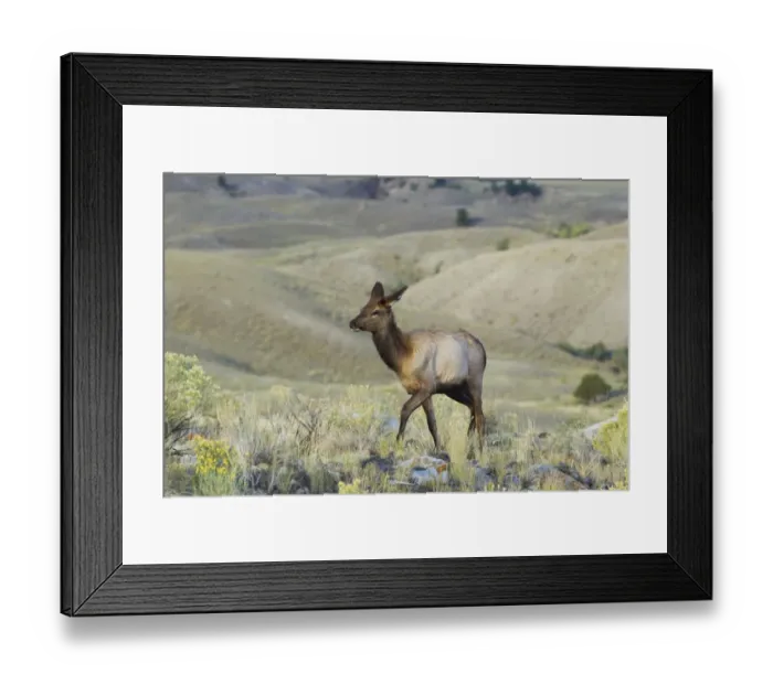 Framed Print : American Elk (Cervus canadensis nelsoni) young female, walking in habitat, Yellowstone N. P. Wyoming, U. S. A. September Framed Print : American Elk (Cervus canadensis nelsoni) young female, walking in habitat, Yellowstone N. P. Wyoming, U. S. A. September