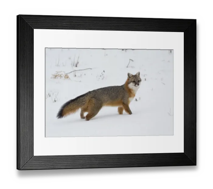 Framed Print : Grey Fox (Urocyon cinereoargenteus) adult, standing in snow, Minnesota, U. S. A. January (captive) Framed Print : Grey Fox (Urocyon cinereoargenteus) adult, standing in snow, Minnesota, U. S. A. January (captive)