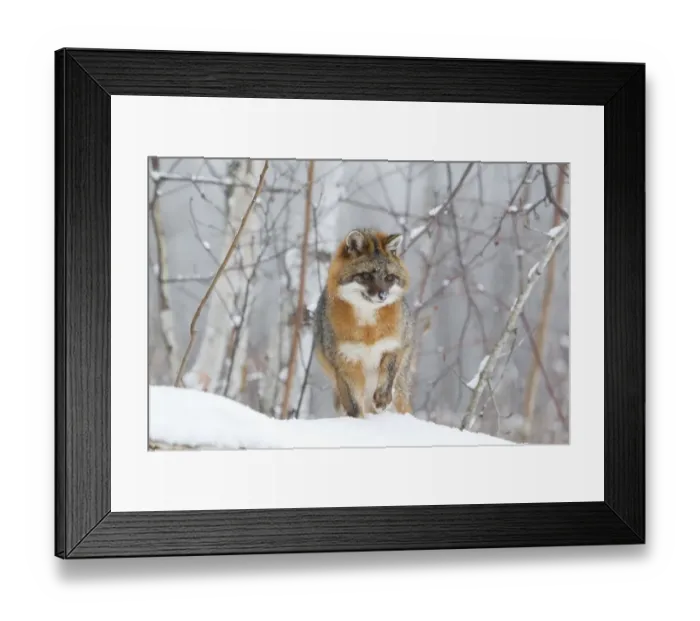 Framed Print : Grey Fox (Urocyon cinereoargenteus) adult, standing in snow, Minnesota, U. S. A. January (captive)