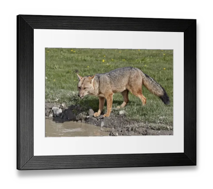 Framed Print : Culpeo Zorro (Lycalopex culpaeus) adult, drinking from roadside puddle, Torres del Paine N. P Framed Print : Culpeo Zorro (Lycalopex culpaeus) adult, drinking from roadside puddle, Torres del Paine N. P