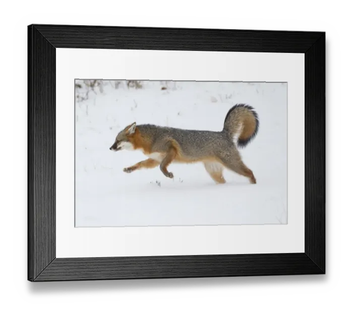 Framed Print : Grey Fox (Urocyon cinereoargenteus) adult, running in snow, Minnesota, U. S. A. January (captive) Framed Print : Grey Fox (Urocyon cinereoargenteus) adult, running in snow, Minnesota, U. S. A. January (captive)