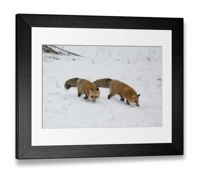 Framed Print : American Red Fox (Vulpes vulpes fulva) adult pair, walking on snow, Minnesota, U. S. A. January (captive)