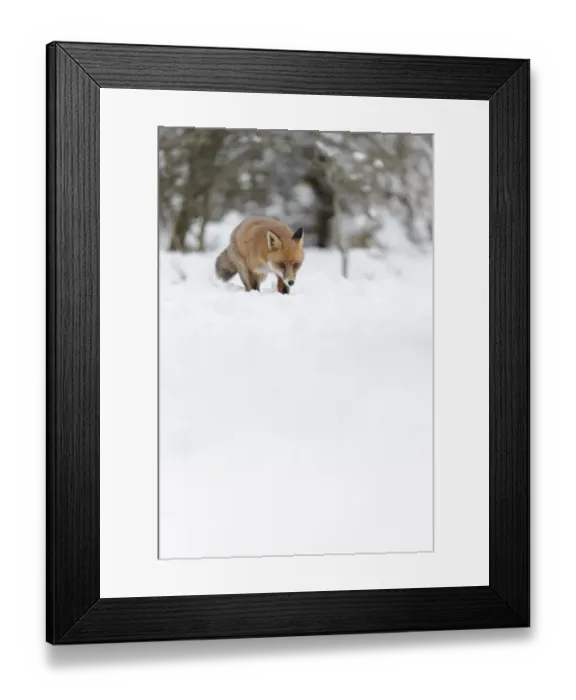 Framed Print : European Red Fox (Vulpes vulpes) adult, walking on snow covered heathland, Cannock Chase, Staffordshire, England Framed Print : European Red Fox (Vulpes vulpes) adult, walking on snow covered heathland, Cannock Chase, Staffordshire, England