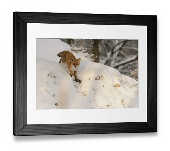 Framed Print : European Red Fox (Vulpes vulpes) adult male, standing on snow covered heathland, Cannock Chase, Staffordshire, England Framed Print : European Red Fox (Vulpes vulpes) adult male, standing on snow covered heathland, Cannock Chase, Staffordshire, England