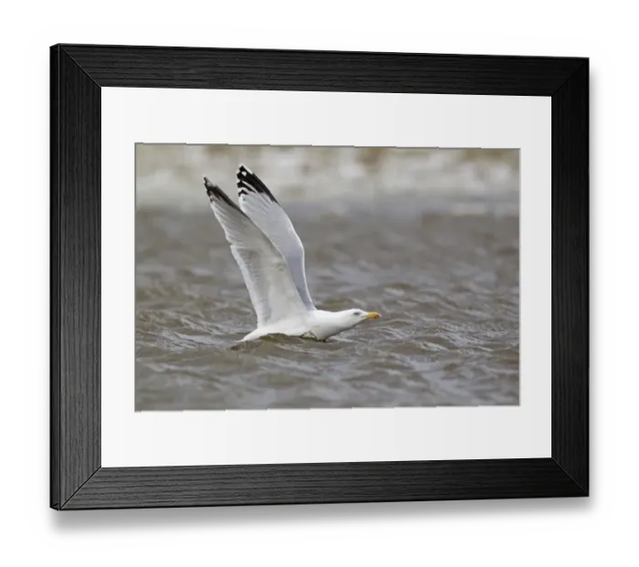 Framed Print : Herring Gull (Larus argentatus) adult, breeding plumage, taking off from pond, Suffolk, England, March Framed Print : Herring Gull (Larus argentatus) adult, breeding plumage, taking off from pond, Suffolk, England, March