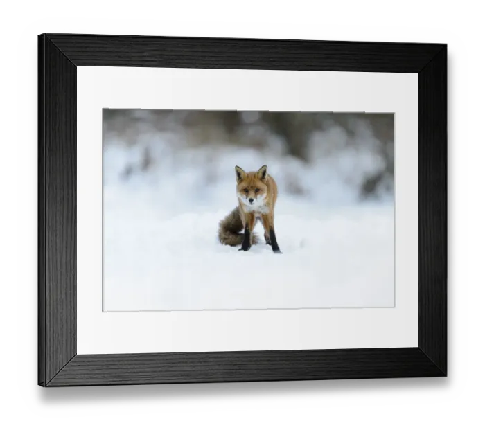 Framed Print : European Red Fox (Vulpes vulpes) adult, standing on snow, Cannock Chase, Staffordshire, England, January