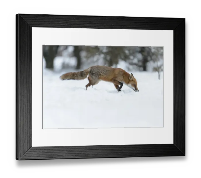 Framed Print : European Red Fox (Vulpes vulpes) adult, foraging on snow covered heathland, Cannock Chase, Staffordshire, England Framed Print : European Red Fox (Vulpes vulpes) adult, foraging on snow covered heathland, Cannock Chase, Staffordshire, England