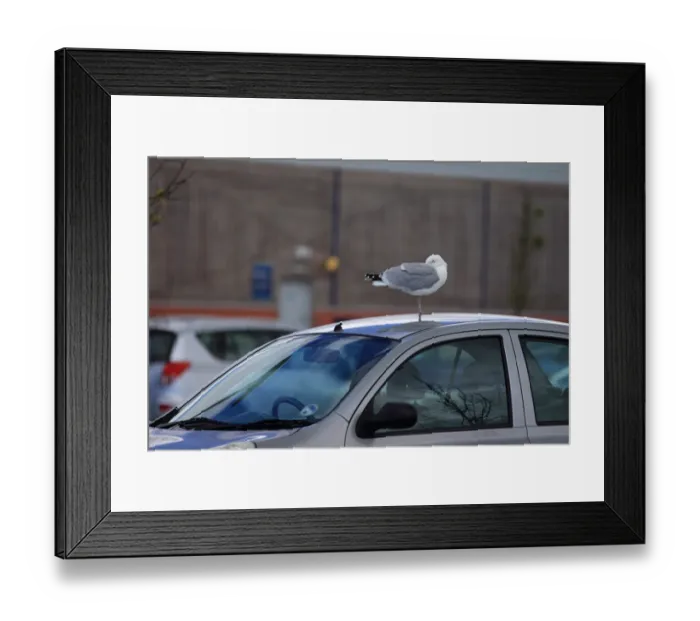 Framed Print : Herring Gull (Larus argentatus) adult, breeding plumage, roosting on car roof, Dorset, England, May Framed Print : Herring Gull (Larus argentatus) adult, breeding plumage, roosting on car roof, Dorset, England, May