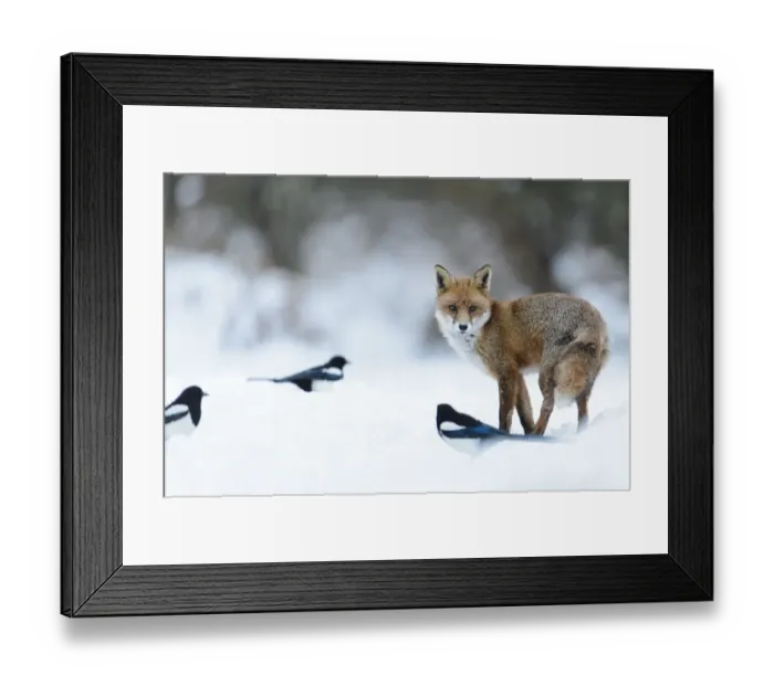 Framed Print : European Red Fox (Vulpes vulpes) adult, standing with Common Magpies (Pica pica) on snow covered heathland