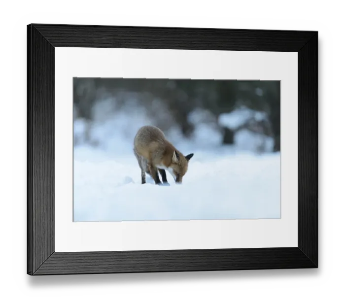 Framed Print : European Red Fox (Vulpes vulpes) adult, foraging on snow covered heathland, Cannock Chase, Staffordshire, England Framed Print : European Red Fox (Vulpes vulpes) adult, foraging on snow covered heathland, Cannock Chase, Staffordshire, England