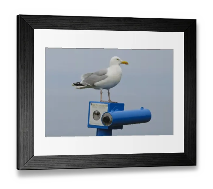 Framed Print : Herring Gull (Larus argentatus) adult, breeding plumage, standing on top of pay telescope Framed Print : Herring Gull (Larus argentatus) adult, breeding plumage, standing on top of pay telescope
