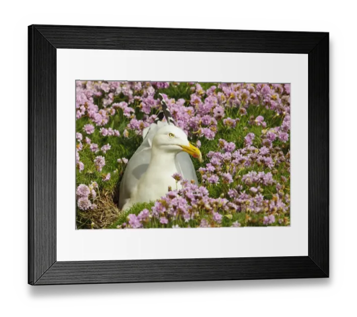 Framed Print : Herring Gull (Larus argentatus) adult, breeding plumage, sitting on nest amongst flowering Thrift (Armeria maritima) Framed Print : Herring Gull (Larus argentatus) adult, breeding plumage, sitting on nest amongst flowering Thrift (Armeria maritima)