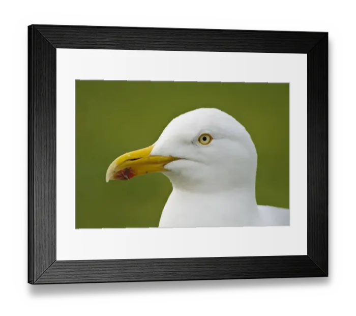 Framed Print : Herring Gull (Larus argentatus) adult, breeding plumage, close-up of head, South Stack Cliffs RSPB Reserve, Anglesey