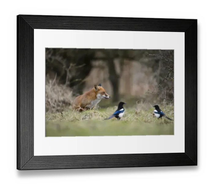 Framed Print : European Red Fox (Vulpes vulpes) adult, with Common Magpies (Pica pica) on heathland, Cannock Chase, Staffordshire Framed Print : European Red Fox (Vulpes vulpes) adult, with Common Magpies (Pica pica) on heathland, Cannock Chase, Staffordshire