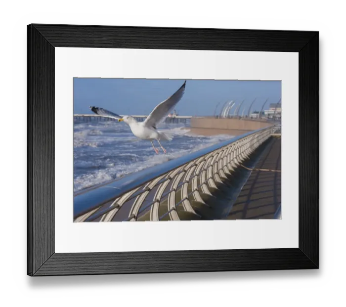 Framed Print : Herring Gull (Larus argentatus) adult, non-breeding plumage, in flight, taking off from promenade with stormy sea in Framed Print : Herring Gull (Larus argentatus) adult, non-breeding plumage, in flight, taking off from promenade with stormy sea in