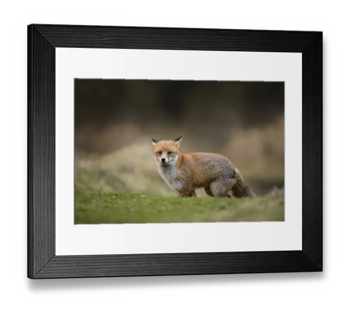 Framed Print : European Red Fox (Vulpes vulpes) adult, with ears back, standing on heathland, Cannock Chase, Staffordshire, England Framed Print : European Red Fox (Vulpes vulpes) adult, with ears back, standing on heathland, Cannock Chase, Staffordshire, England