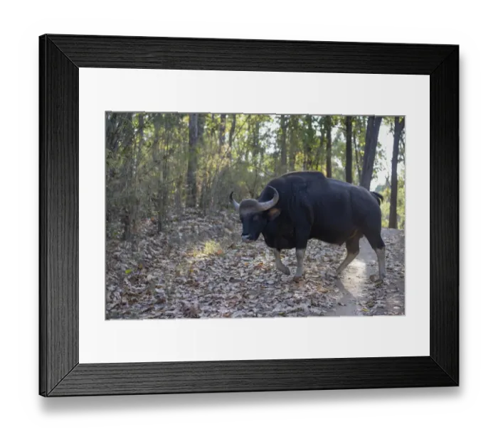 Framed Print : Gaur (Bos gaurus) adult male, walking on track in forest, Kanha N. P. Madhya Pradesh, India, March Framed Print : Gaur (Bos gaurus) adult male, walking on track in forest, Kanha N. P. Madhya Pradesh, India, March