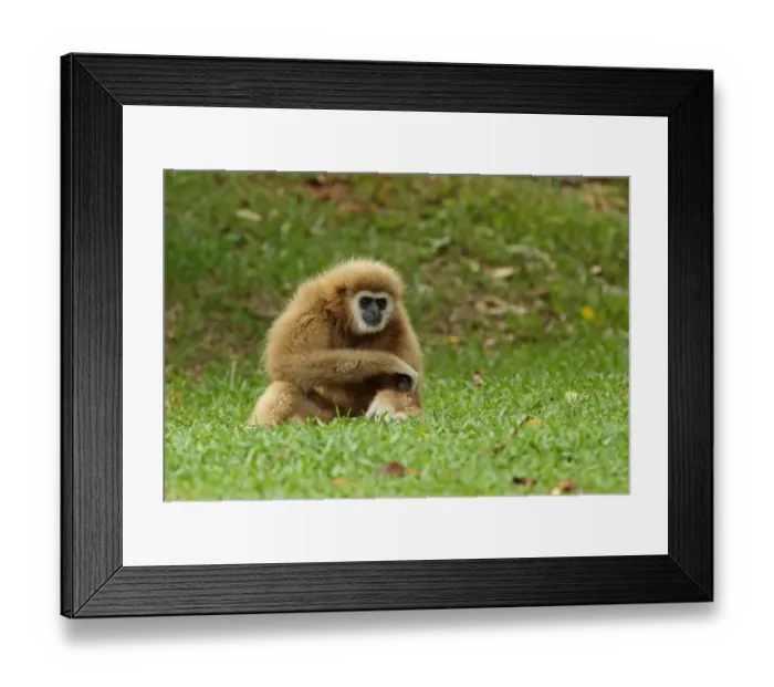 Framed Print : Common Gibbon (Hylobates lar) pale form, habituated young adult, sitting on grass, Kaeng Krachan N. P. Thailand, May Framed Print : Common Gibbon (Hylobates lar) pale form, habituated young adult, sitting on grass, Kaeng Krachan N. P. Thailand, May