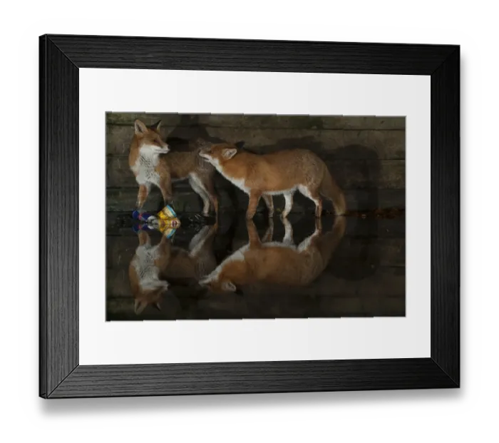 Framed Print : European Red Fox (Vulpes vulpes) two adults, standing in shallow water with reflection, in city at night, Norwich Framed Print : European Red Fox (Vulpes vulpes) two adults, standing in shallow water with reflection, in city at night, Norwich