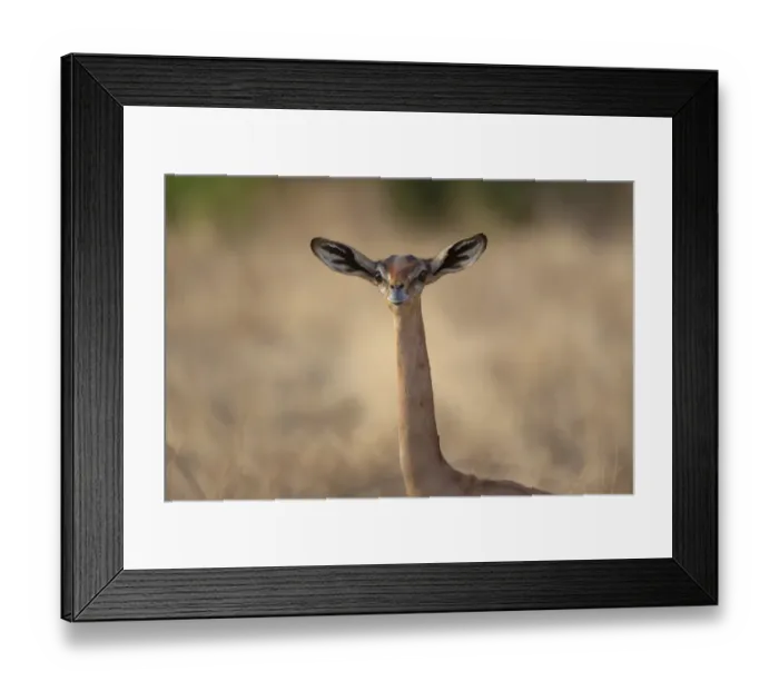 Framed Print : Gerenuk (Litocranius walleri) adult female, close-up of head and neck, Samburu National Reserve, Kenya, August