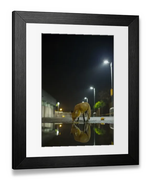 Framed Print : European Red Fox (Vulpes vulpes) adult, smelling ground, standing beside puddle with reflection in urban carpark Framed Print : European Red Fox (Vulpes vulpes) adult, smelling ground, standing beside puddle with reflection in urban carpark