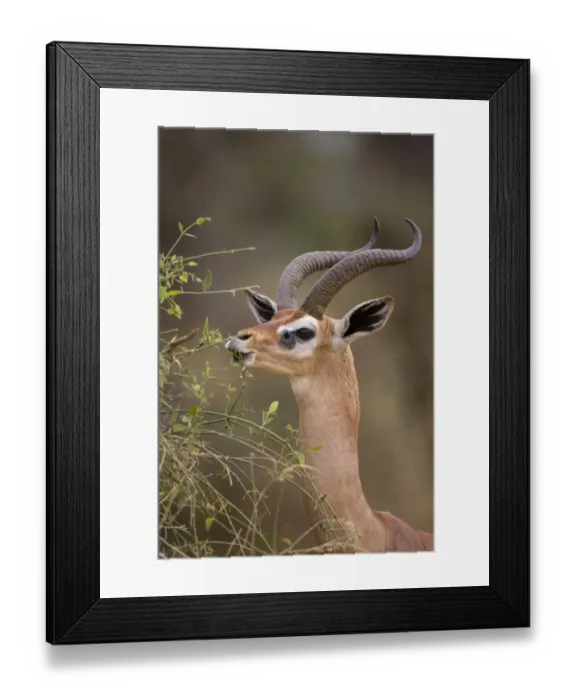 Framed Print : Gerenuk (Litocranius walleri) adult male, close-up of head and neck, browsing on leaves, Samburu National Reserve