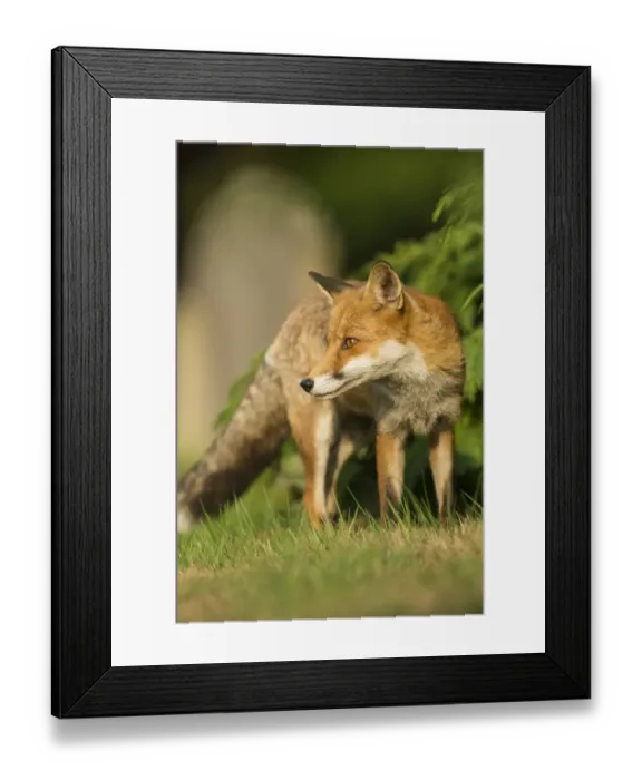 Framed Print : European Red Fox (Vulpes vulpes) adult, standing on grass of urban cemetery in evening, London, England, September Framed Print : European Red Fox (Vulpes vulpes) adult, standing on grass of urban cemetery in evening, London, England, September