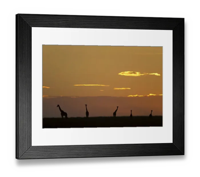 Framed Print : Masai Giraffe (Giraffa camelopardalis tippelskirchi) five adults, silhouetted in savannah at sunrise, Serengeti N. P Framed Print : Masai Giraffe (Giraffa camelopardalis tippelskirchi) five adults, silhouetted in savannah at sunrise, Serengeti N. P