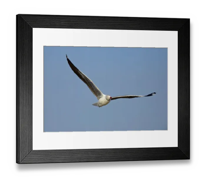 Framed Print : Grey-headed Gull (Chroicocephalus cirrocephalus) adult, breeding plumage, in flight, Chobe River, Chobe N. P Framed Print : Grey-headed Gull (Chroicocephalus cirrocephalus) adult, breeding plumage, in flight, Chobe River, Chobe N. P