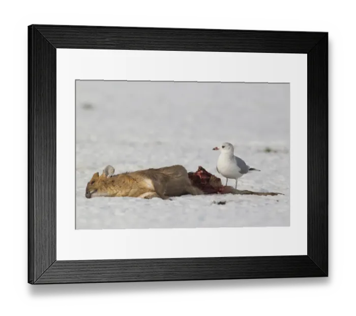 Framed Print : Common Gull (Larus canus) adult, winter plumage, feeding on dead Chinese Muntjac (Muntiacus reevesi) buck, on snow Framed Print : Common Gull (Larus canus) adult, winter plumage, feeding on dead Chinese Muntjac (Muntiacus reevesi) buck, on snow