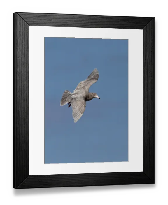 Framed Print : Arctic Tern (Sterna paradisea) two adults, in flight over nesting colony, fighting during territorial dispute Framed Print : Arctic Tern (Sterna paradisea) two adults, in flight over nesting colony, fighting during territorial dispute