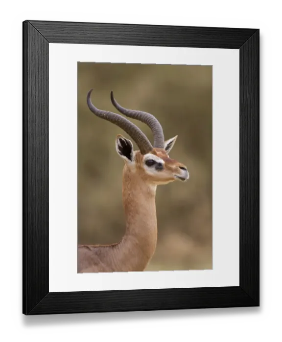 Framed Print : Gerenuk (Litocranius walleri) adult male, close-up of head and neck, Samburu National Reserve, Kenya, August Framed Print : Gerenuk (Litocranius walleri) adult male, close-up of head and neck, Samburu National Reserve, Kenya, August
