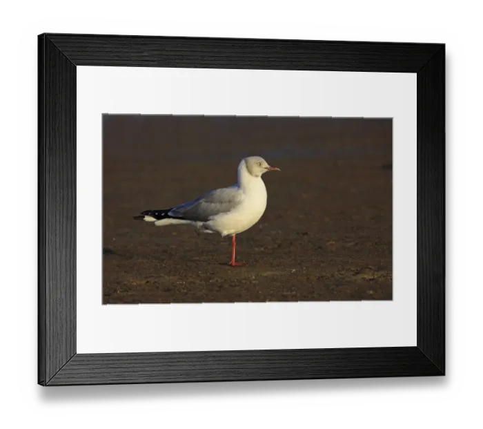 Framed Print : Grey-headed Gull (Chroicocephalus cirrocephalus) adult, breeding plumage, standing on one leg in late afternoon Framed Print : Grey-headed Gull (Chroicocephalus cirrocephalus) adult, breeding plumage, standing on one leg in late afternoon