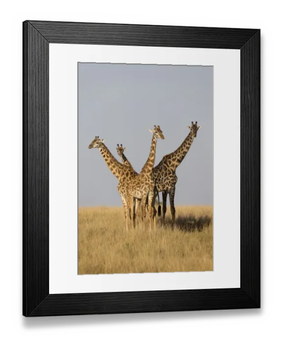 Framed Print : Masai Giraffe (Giraffa camelopardalis tippelskirchi) adult male and females, standing in savannah