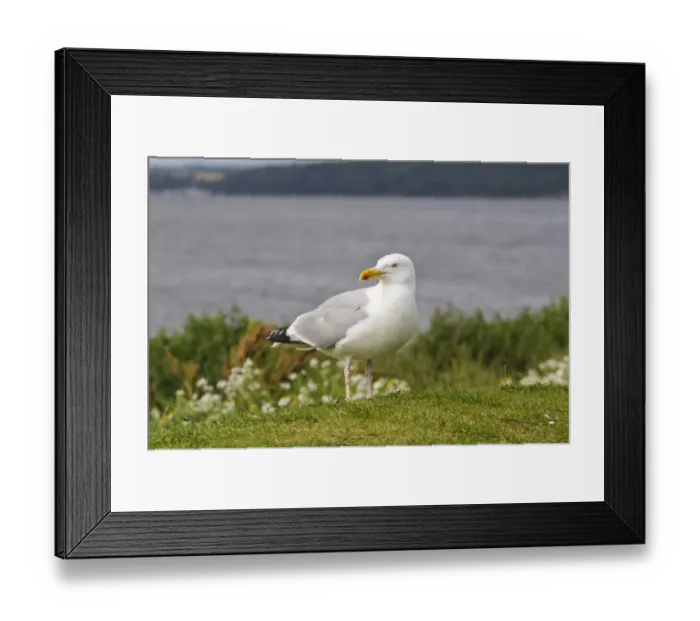 Framed Print : Herring Gull (Larus argentatus) adult, summer plumage, standing near coast, Chanonry Point, Chanonry Ness, Black Isle Framed Print : Herring Gull (Larus argentatus) adult, summer plumage, standing near coast, Chanonry Point, Chanonry Ness, Black Isle